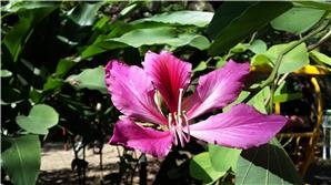 South China Botanical Garden