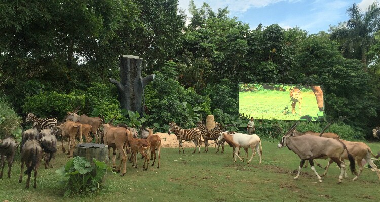 Chimelong Safari Park