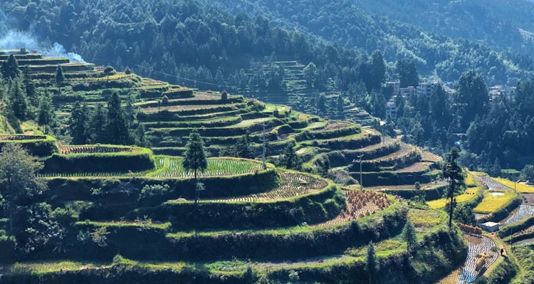 Terraced fields