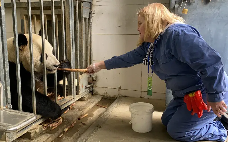 Giant Panda Volunteer Program