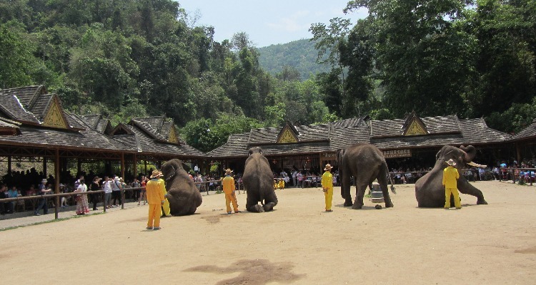 Wild Elephant Valley