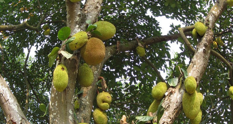 Tropical Flowers and Plants Park
