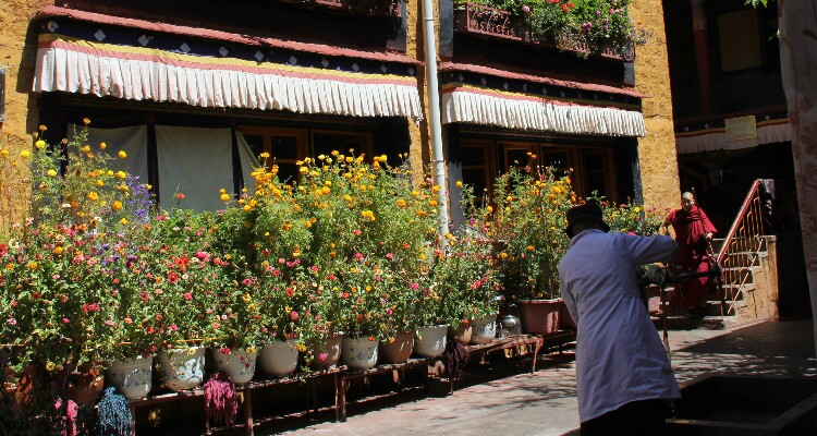 flowers in Tsangkhung Nunnery