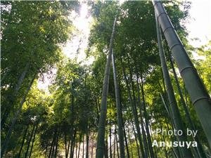 Forêts de bambous