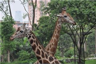 Зоопарк Гуанчжоу