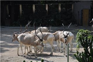 Шанхайский зоопарк