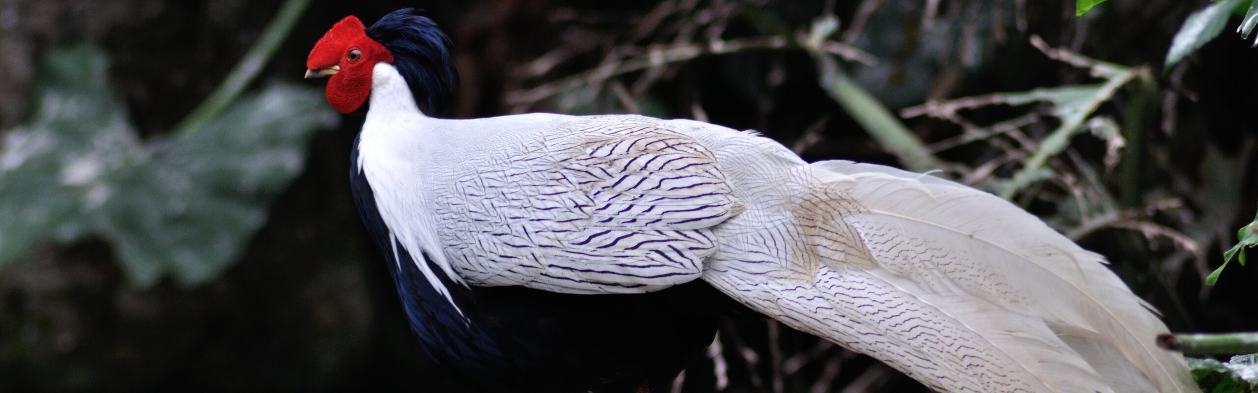 Guangzhou Zoo