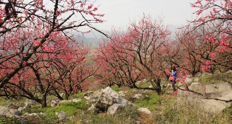 Peach Blossom Valley at Baiyun Mountain