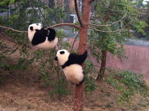 panda breeding and research center