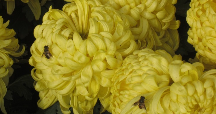 Hungry Ghost Festival