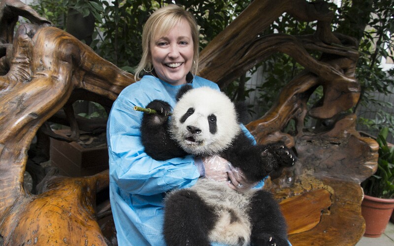 Where and How Can I Hold a Panda?        