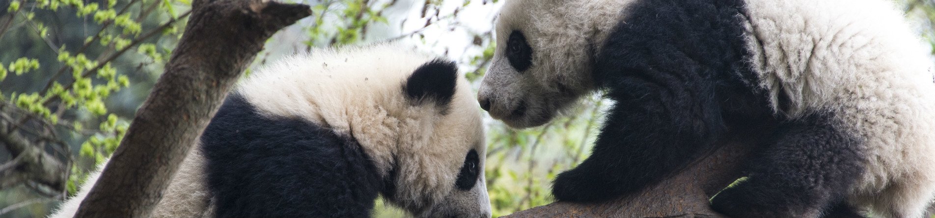 Countryside view in Guilin