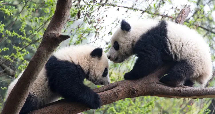 Two pandas on the tree