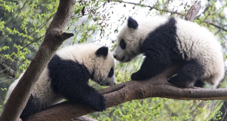 Two pandas