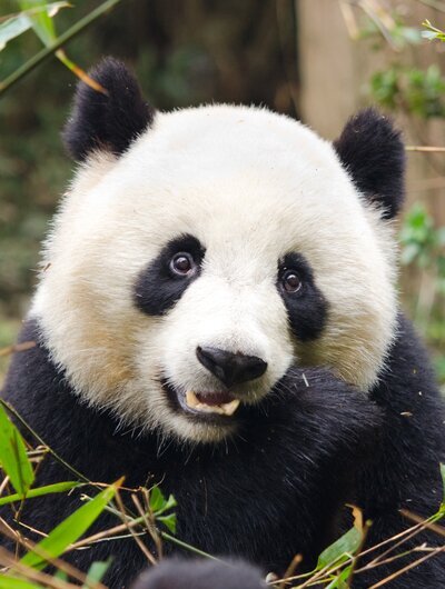Le Panda géant