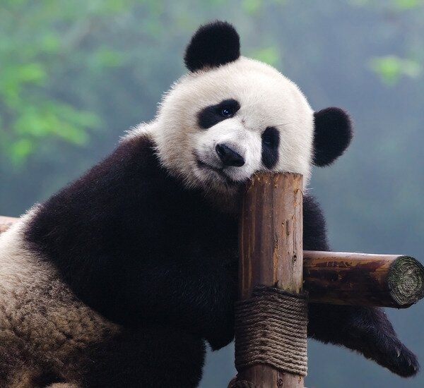10-Day Golden Triangle and Panda Family Tour