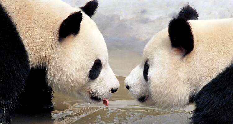 Pandas go on blind dates, too