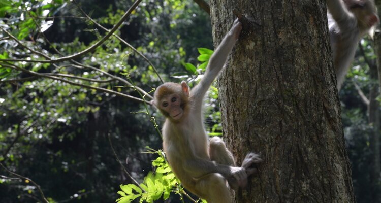 A Monkey in the Golden Whip Stream