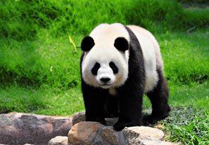 Characteristics And Appearance Of China Giant Pandas