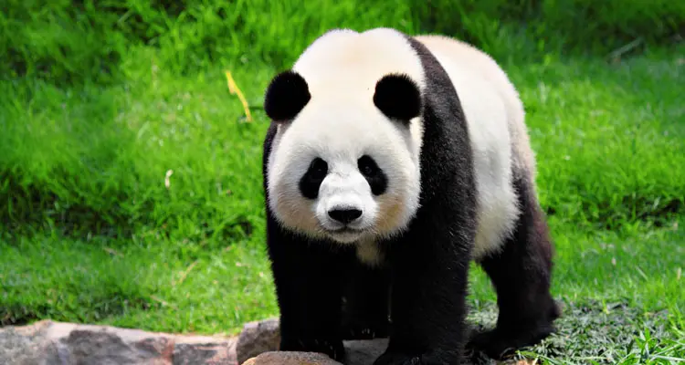 photo of pandas
