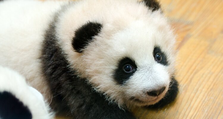 baby panda