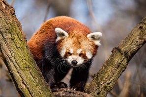 A vörös pandák nem tartoznak a medvefélék családjába