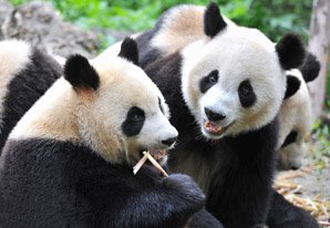 Panda giganti