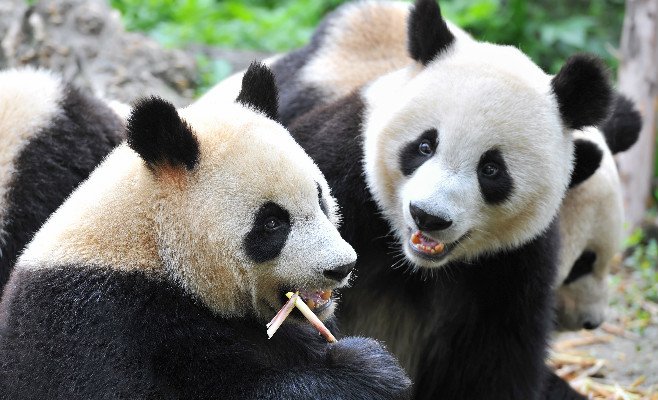 Gian Panda, Chengdu