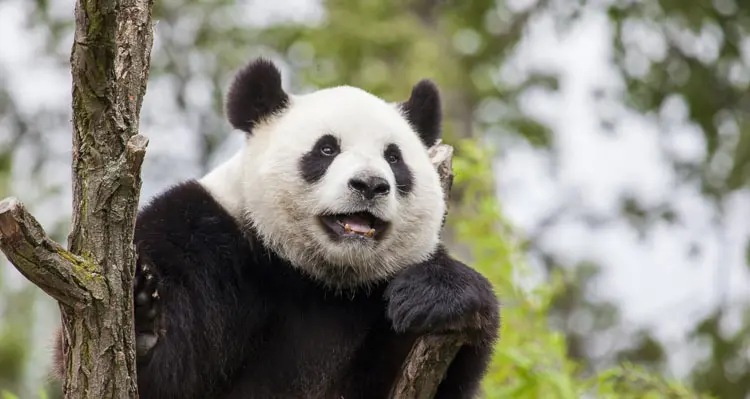A smiling panda