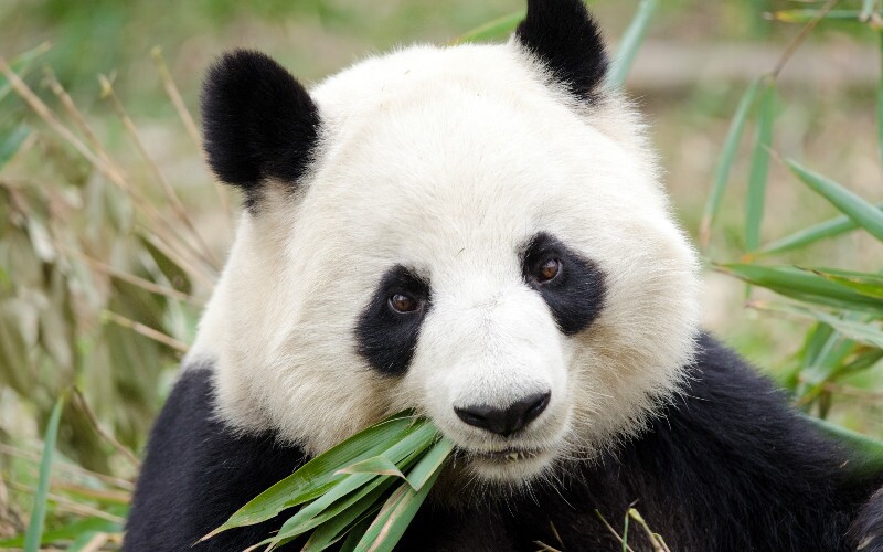 Wolong National Nature Reserve (Wolong Panda Center), a Wild Panda Reserve