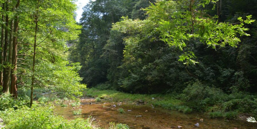 Fluxo de chicote de ouro no Parque Florestal Nacional de Zhangjiajie