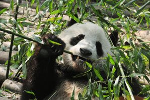 Image result for what do pandas eat