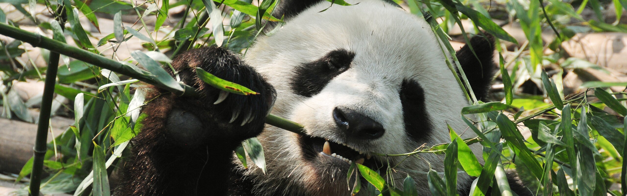 What Do Pandas Eat? And Other Fun Eating Facts