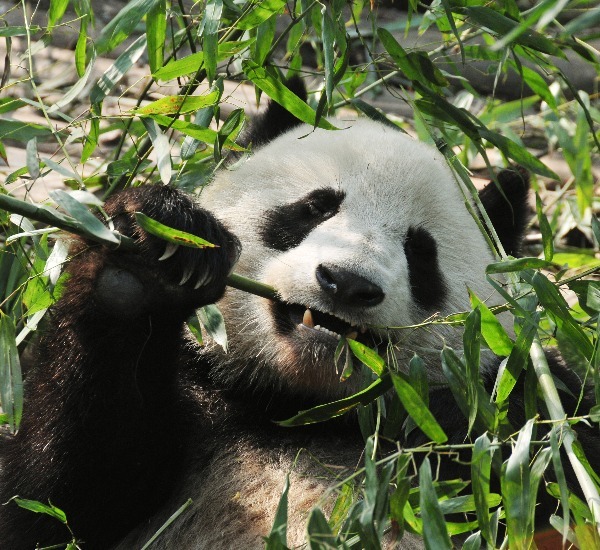 panda eating bamboos