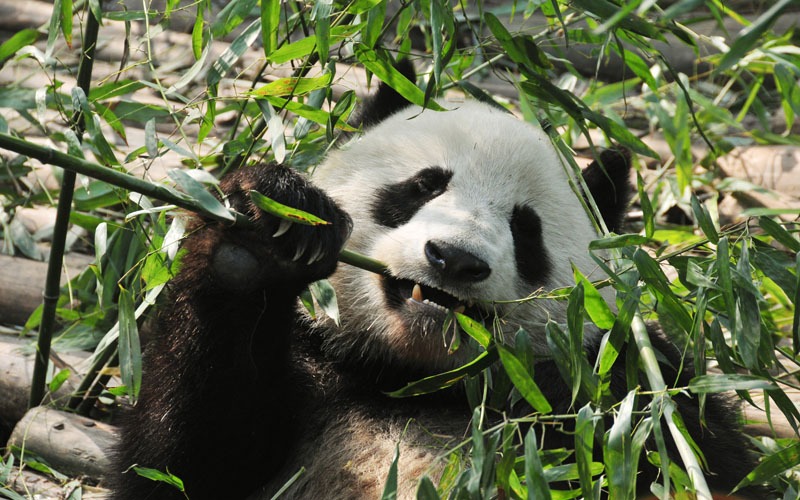 giant pandas eating bamboo