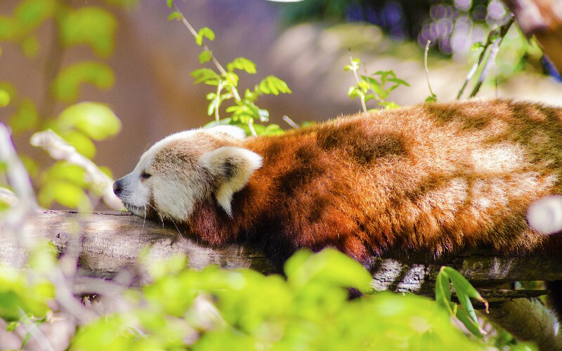 20 cosas que no sabrás sobre los pandas rojos 