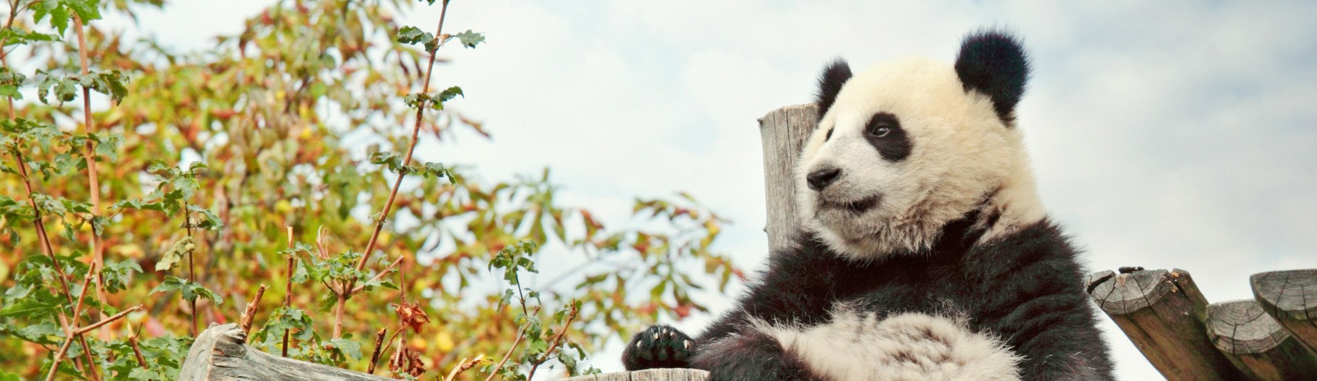 Une journée de programme de bénévolat des pandas à Dujiangyan