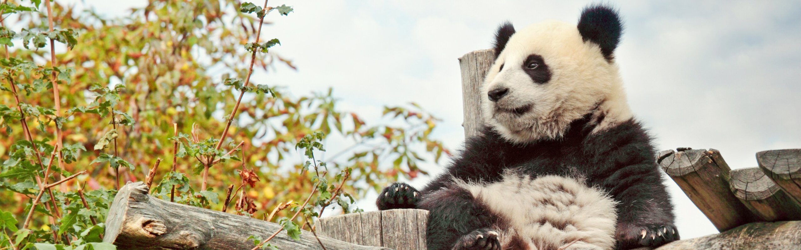 Giant Pandas Life Cycle