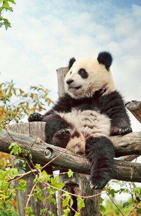 Meet China's Giant Pandas