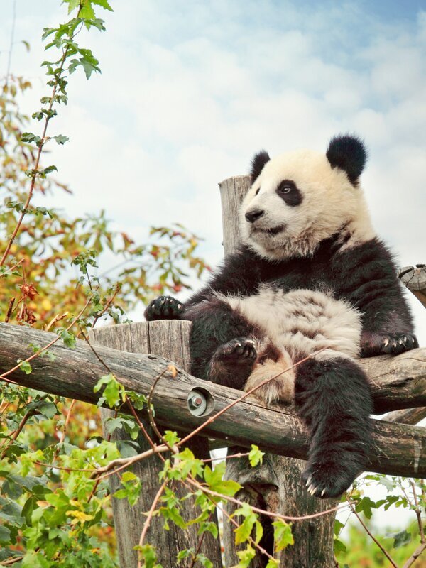 Panda gigante e cultura locale di Chengdu durante un tour privato in Cina