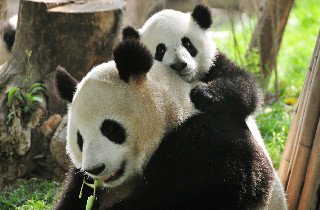 панда ребенка