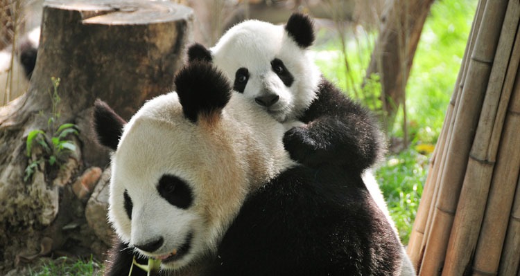 A baby panda with its mother