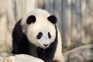 Giant Panda Behavior, What Do They Do, What Do They Eat