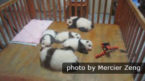 Bebeluși de panda