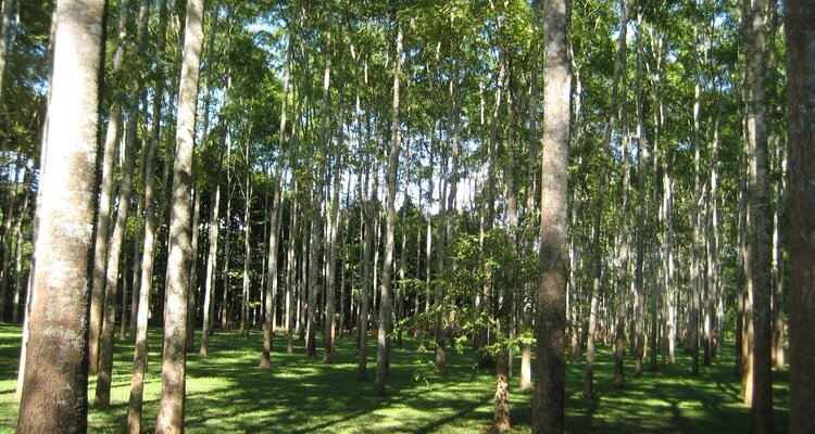 Tropical Botanical Garden