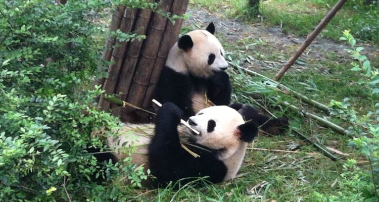 5-Day Chengdu and Bipenggou Tour: Pandas & Skiing!