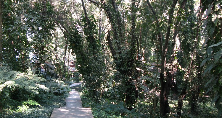 Tropical Botanical Garden