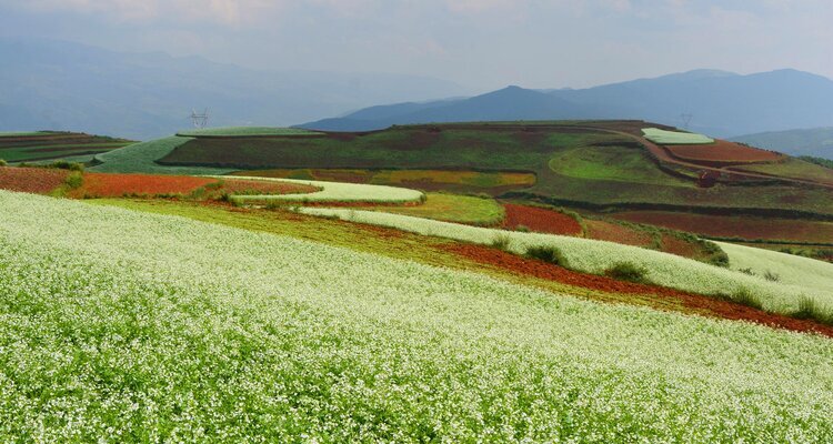 Dongchuan Red Land in Kunming, with white rape flowers