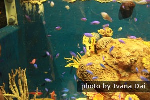 Hong Kong Ocean Park