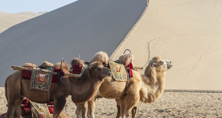 Chinese silk road tour